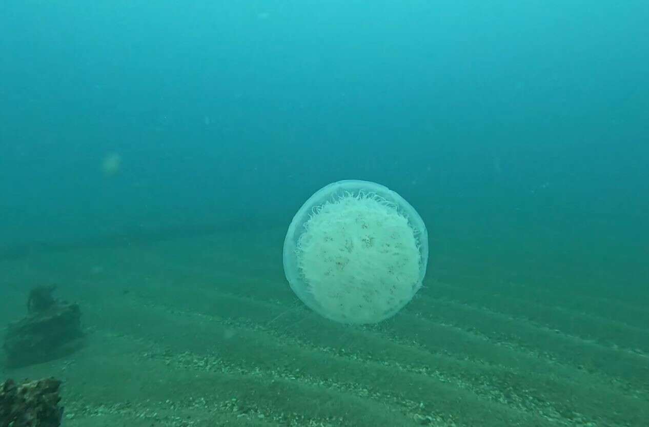 Antalyalı Balıkçıların Kabusu Oldu 4